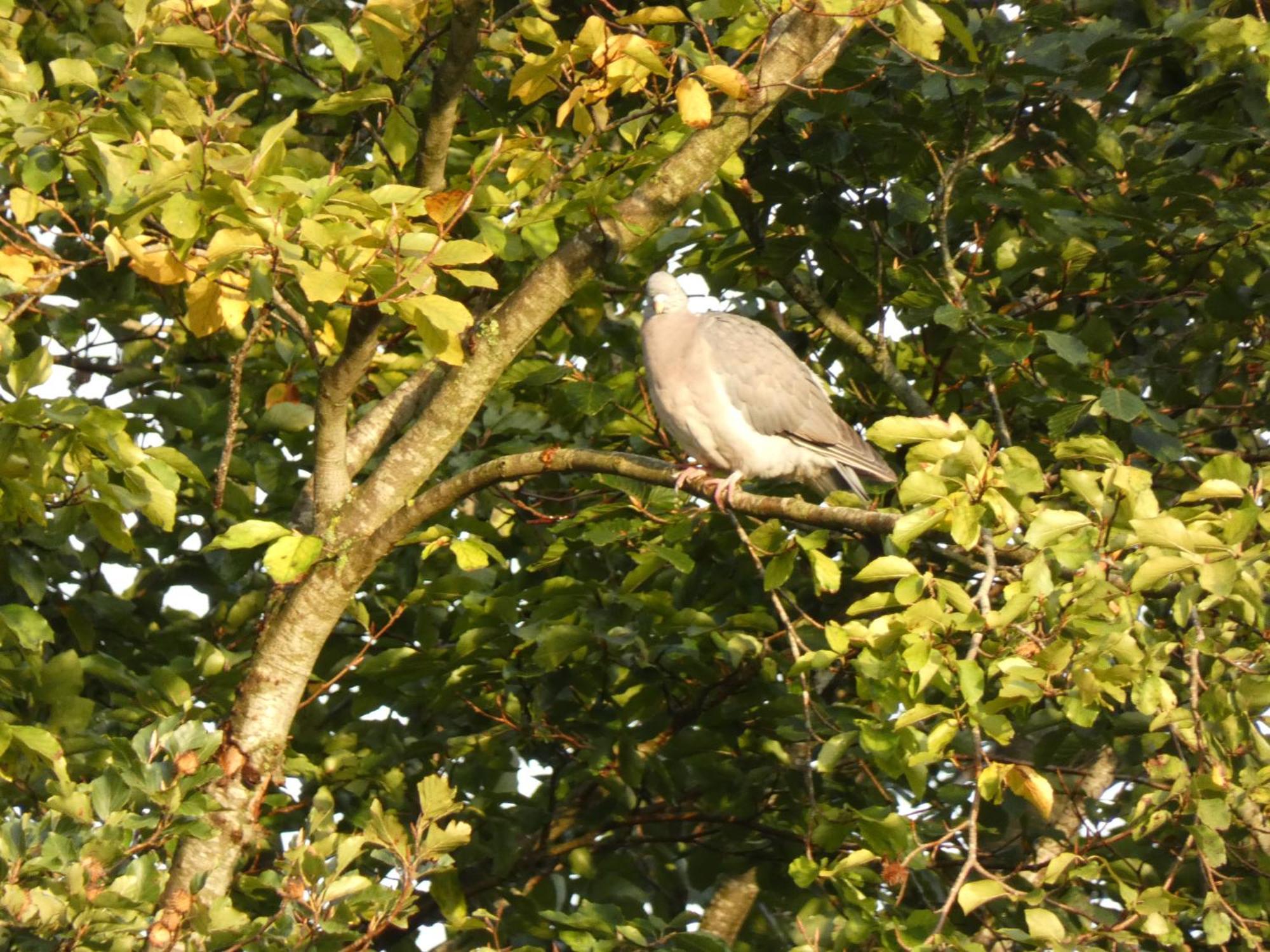 Veluwepark Reewold chalet Buizerd Putten Exterior foto
